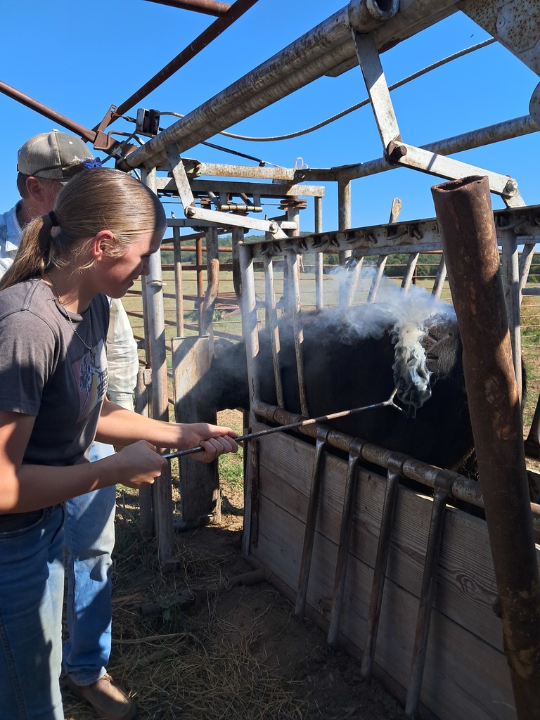 students working cattle