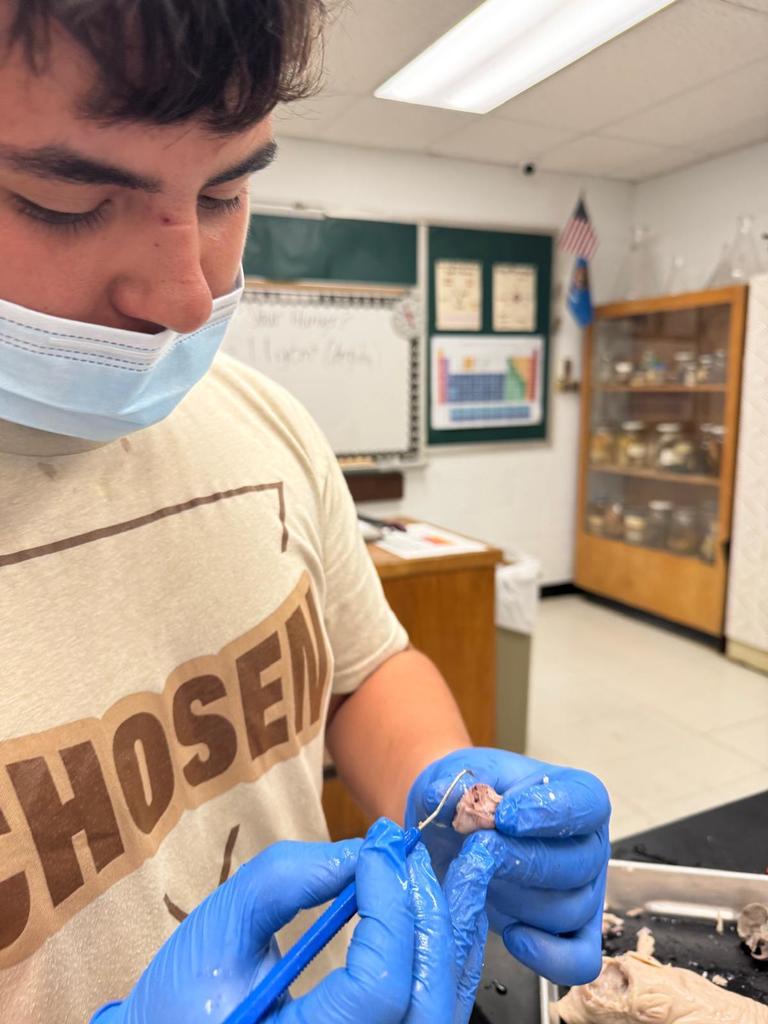 picture of students doing a dissection