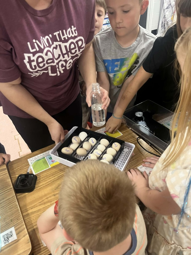 Life cycle of a Chicken