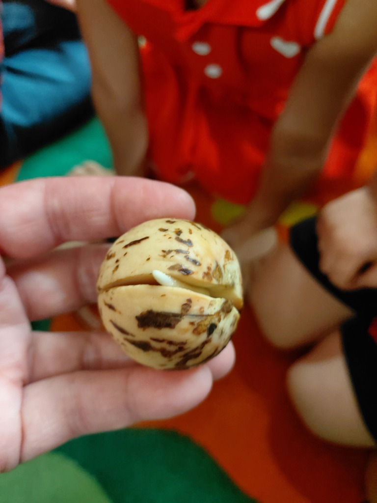 seed