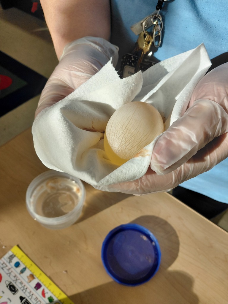 egg