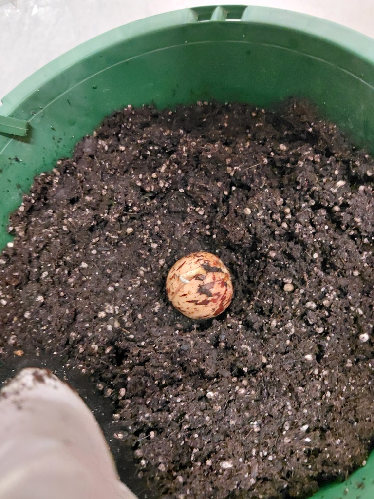 seed