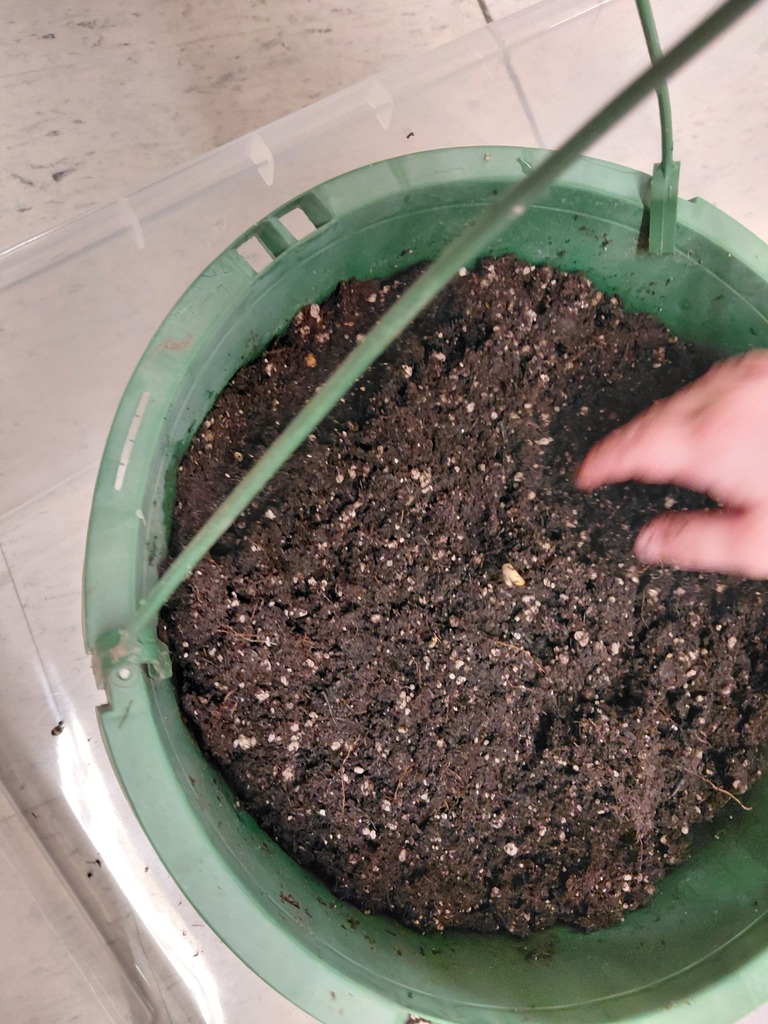 seed