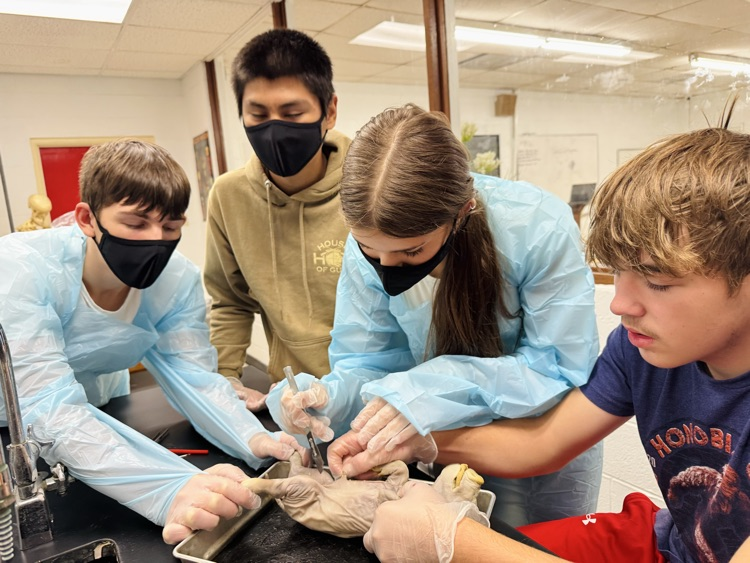 lab