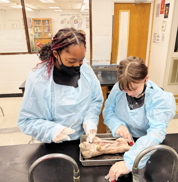 lab