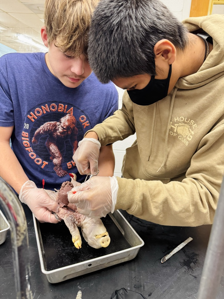 lab