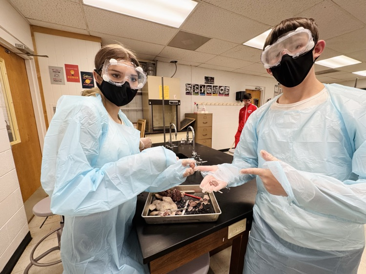 lab
