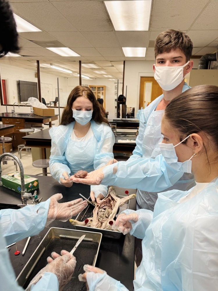 lab