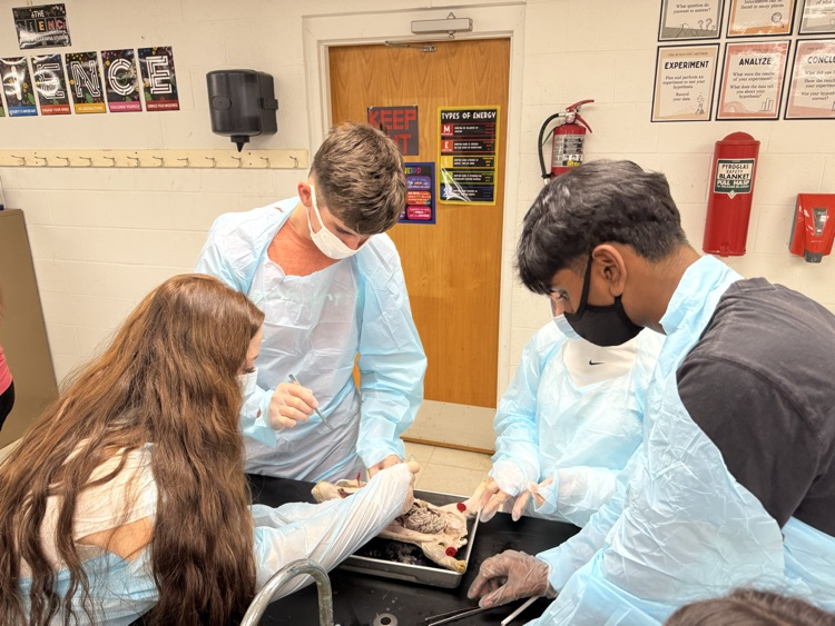 lab
