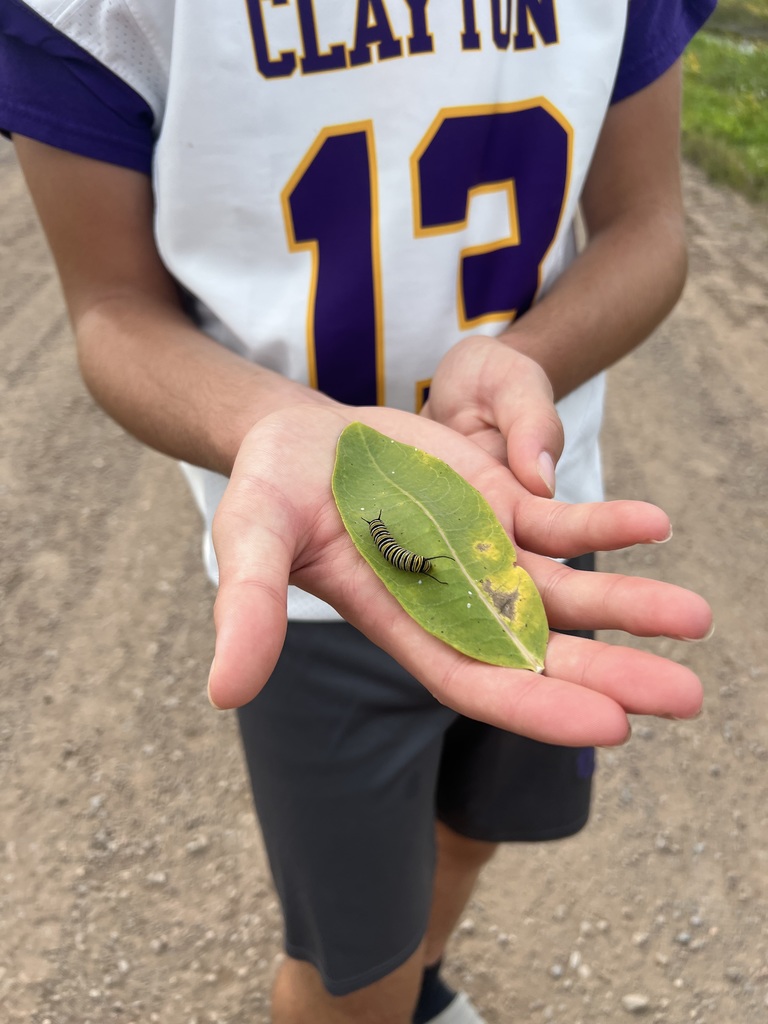 Monarch