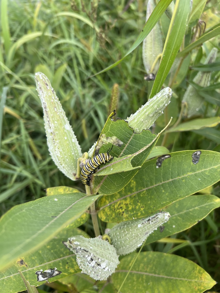 Monarch