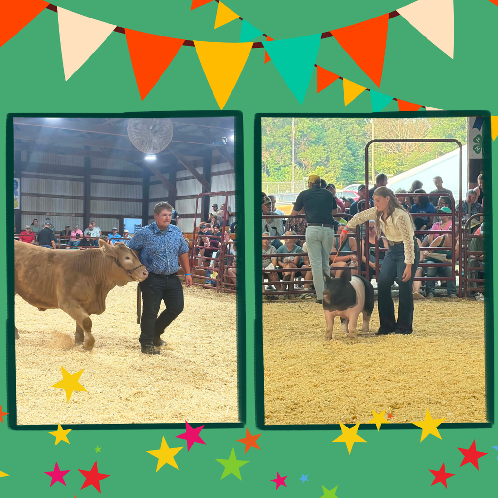 Polk County Fair Pictures showing students showing their animals and showing off their projects at the fair.
