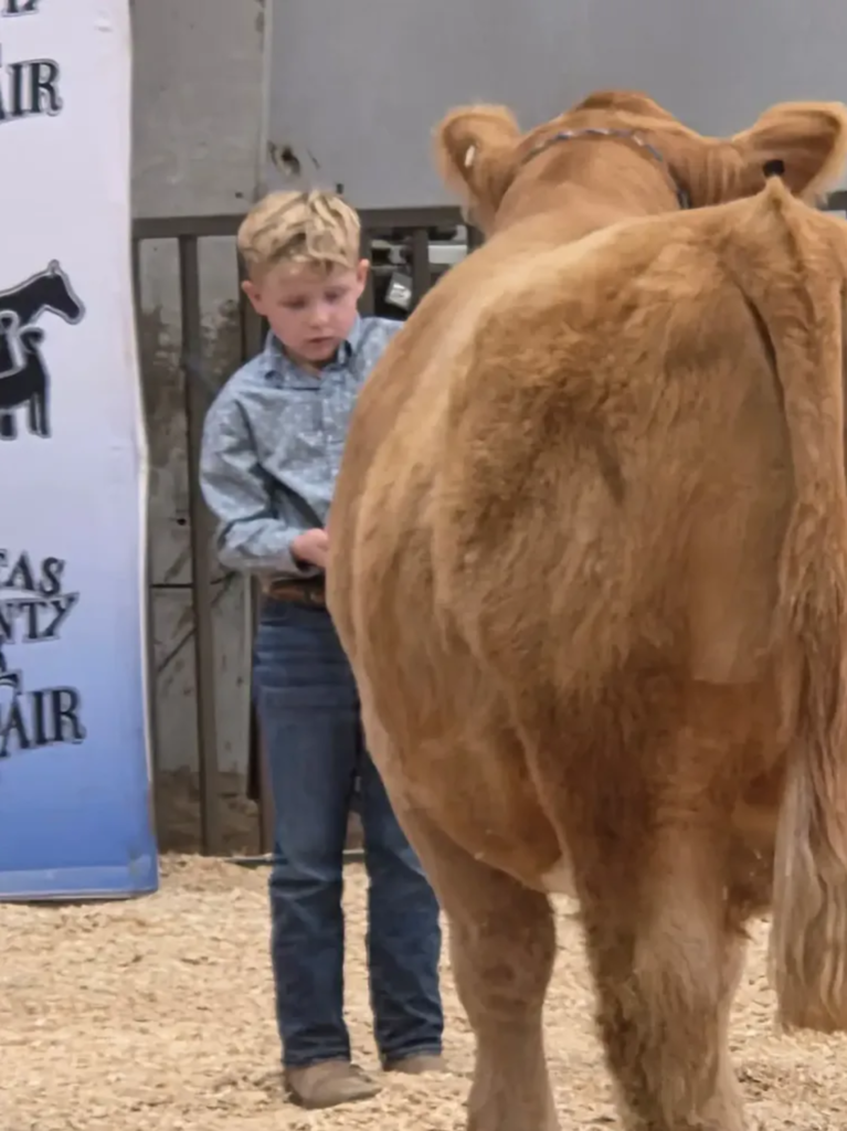 student showing a cow at the county fair