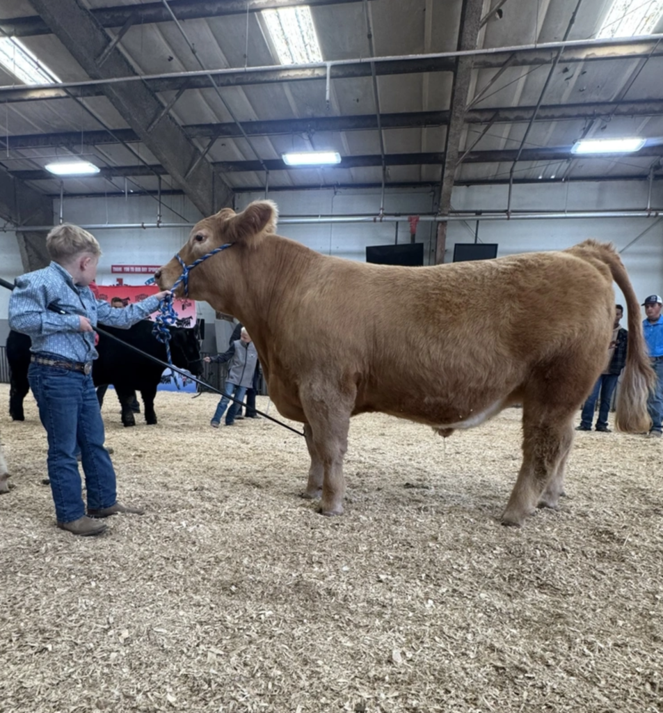 student showing a cow at the county fair