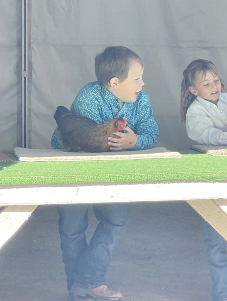 student showing a chicken at the county fair