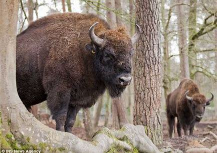 Bison