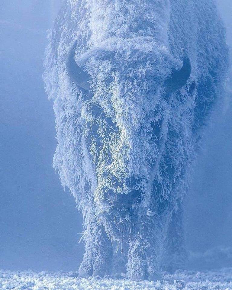 Bison with Snow