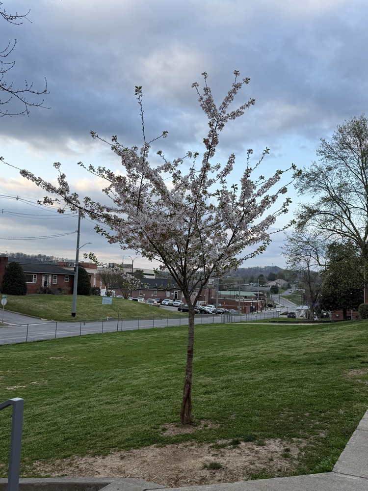spring tree in CES front yard