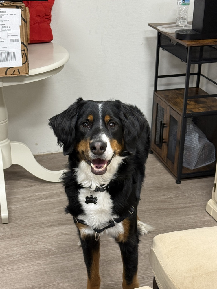 picture of Gus, a dog
