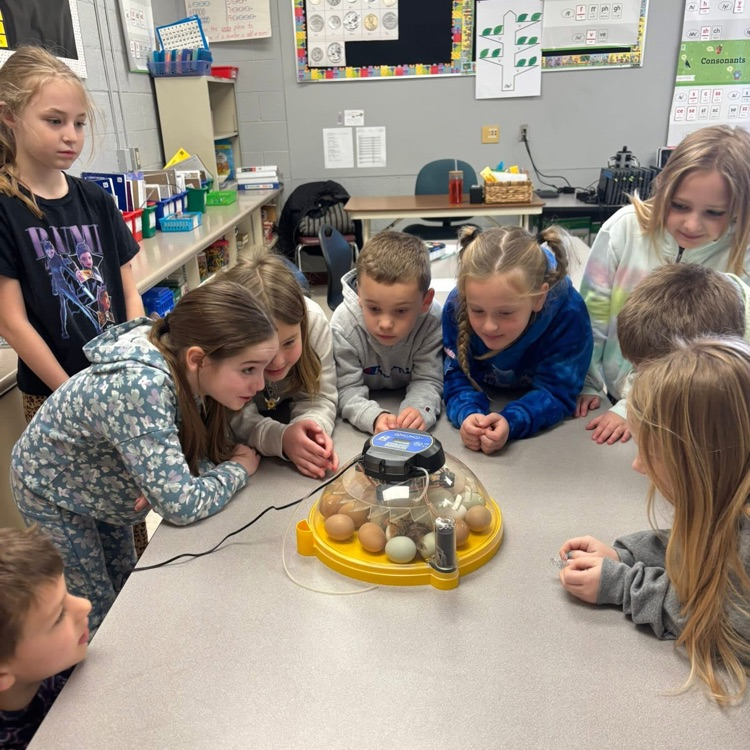 students watching eggs