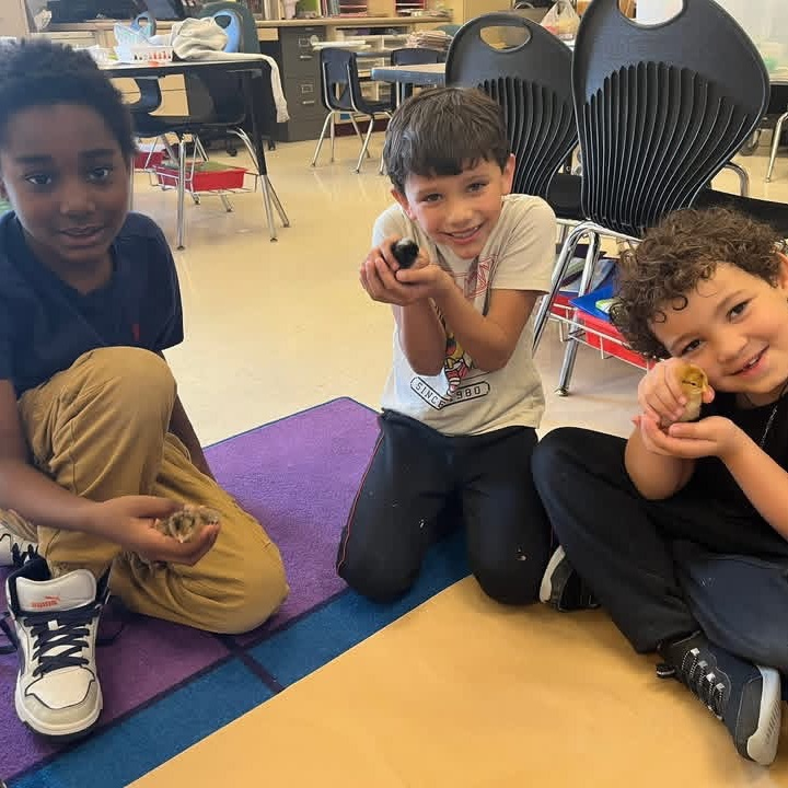 students with chicks