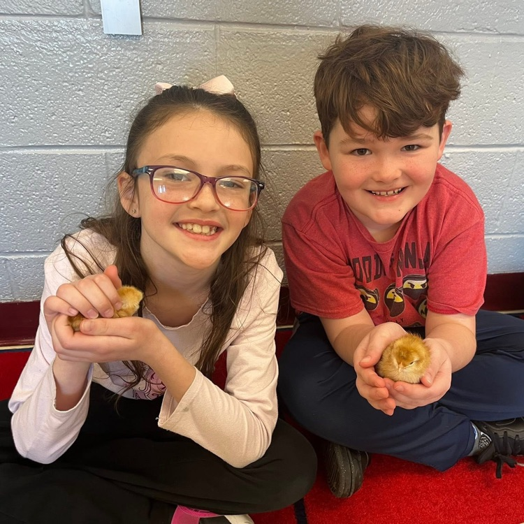 students with chicks