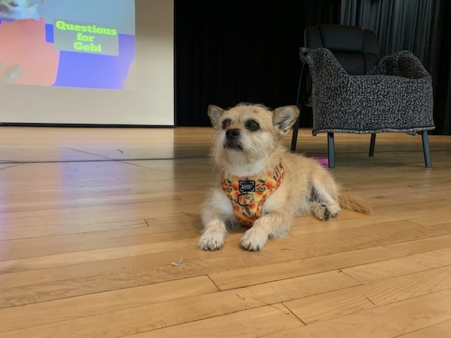 Photo of Gobi the Dog