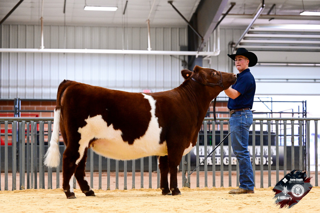 FFA student with cow