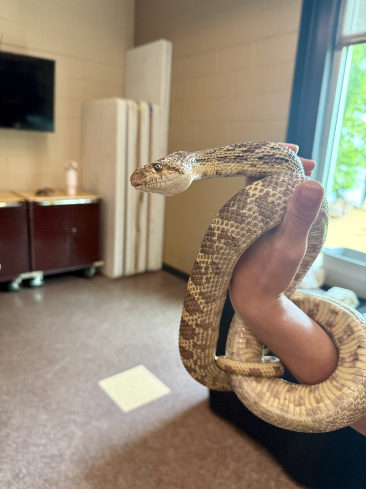 Worker holding snake