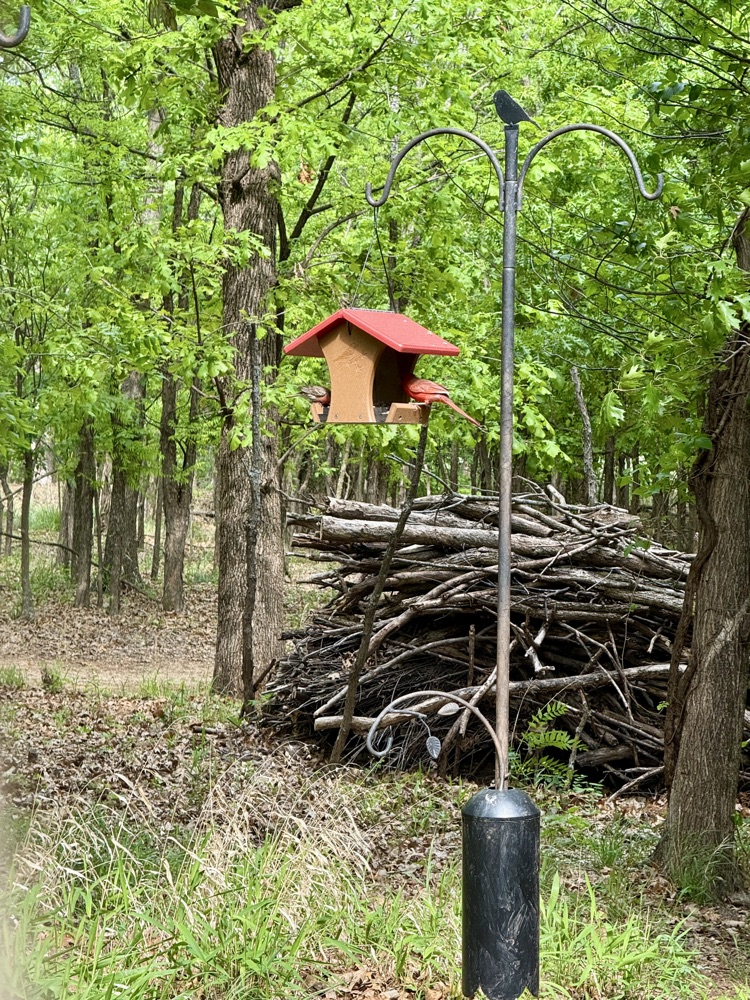 Cardinal in birdhouse