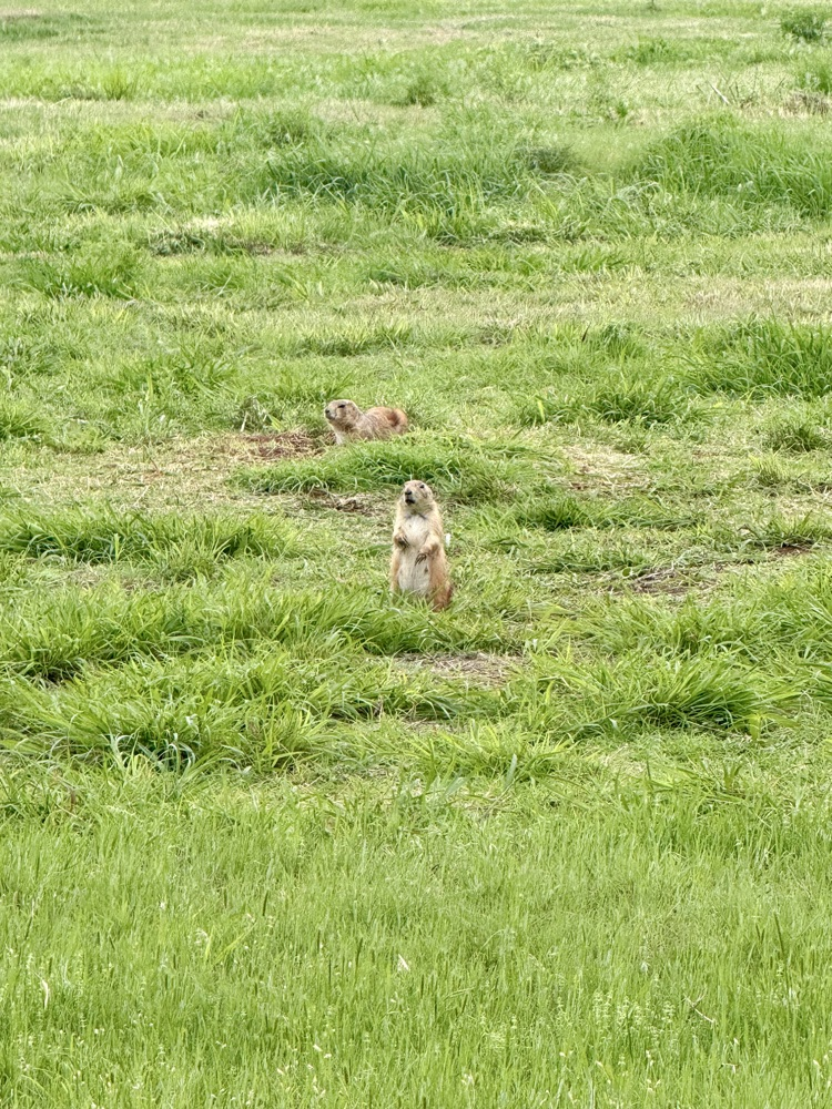 Gophers in field