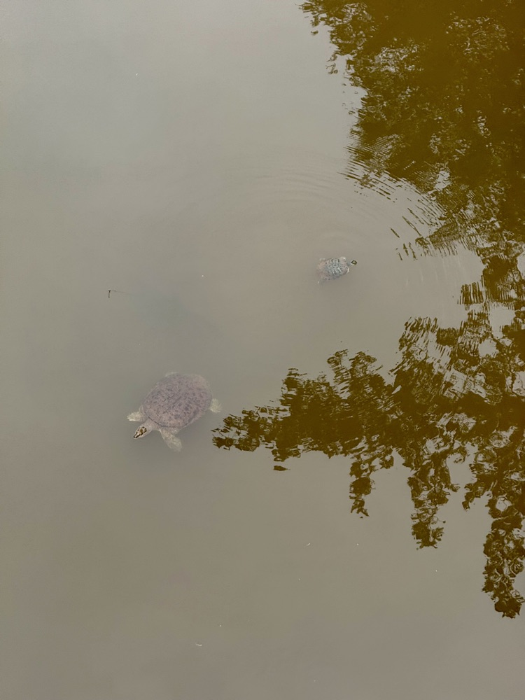 Turtle in water