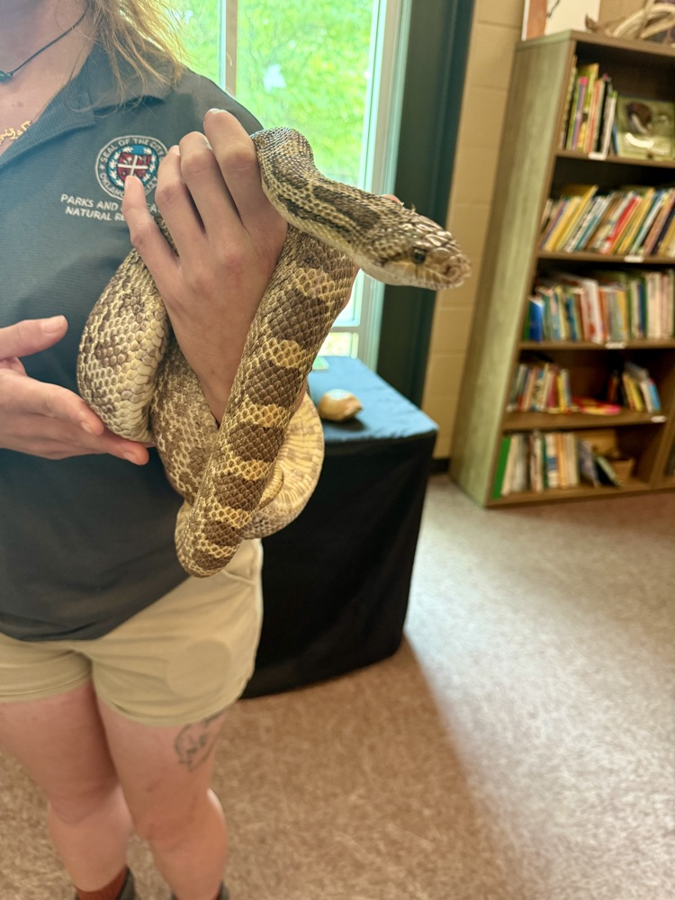 Worker showing snake to students