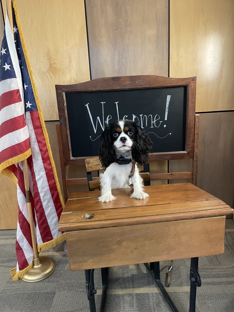 school dog