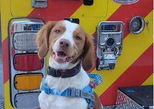 Murphy the CMS therapy dog