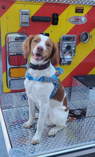 Murphy the CMS therapy dog