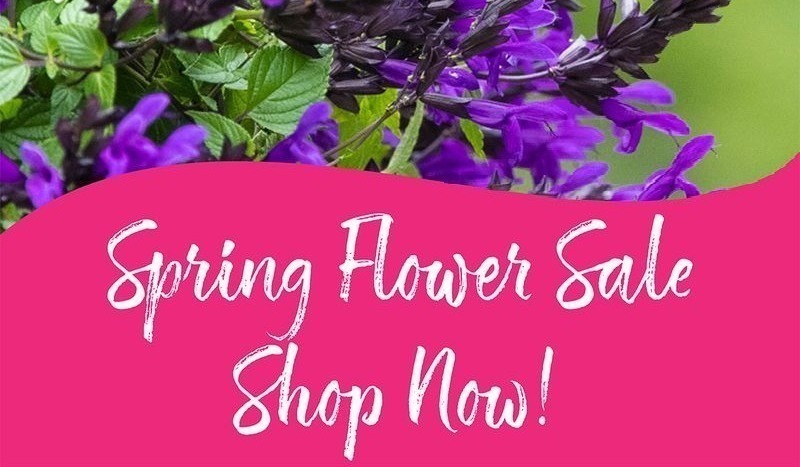 Spring Flower Sale Shop Now!