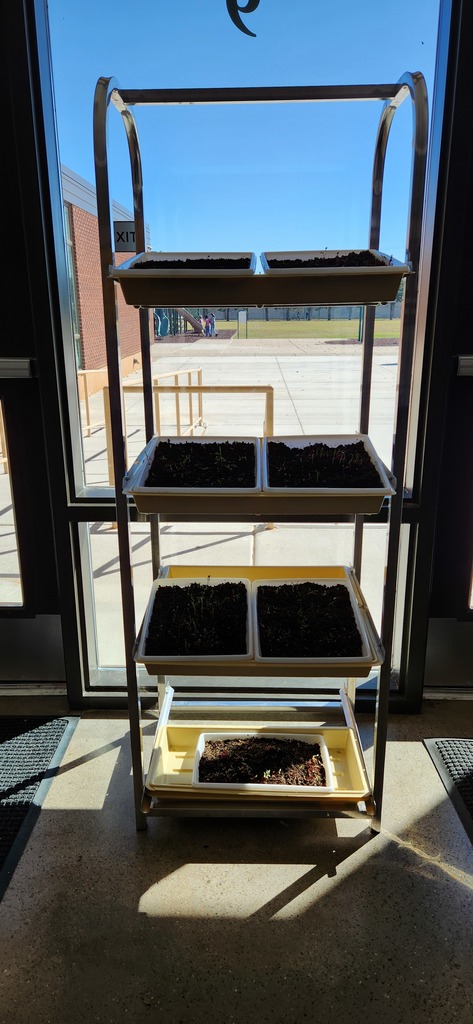 Mrs. Eichem's Class gardens in their growing environment.