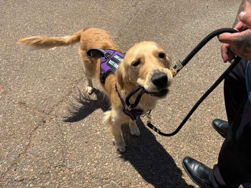 A person holds a leash of a golden retriever wearing a harness. 