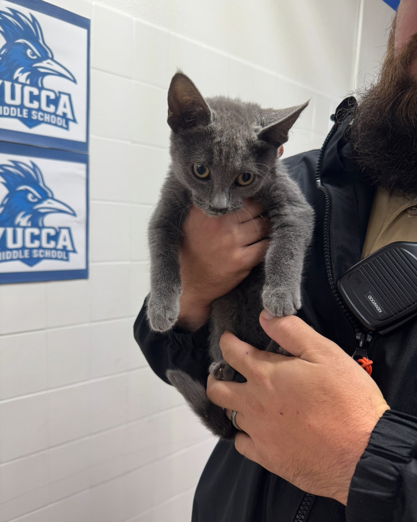 Kitten