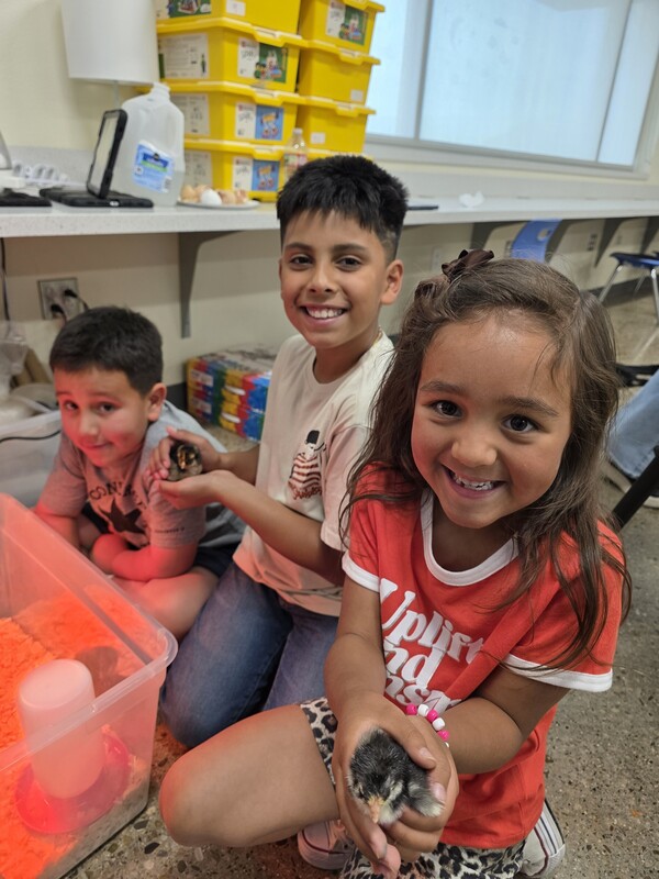two boys and a girls smiling and holding baby chicks