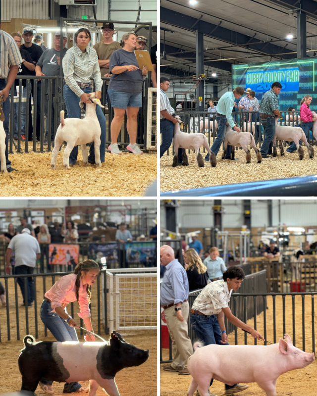 Image of students showing pigs and goats at the county fair