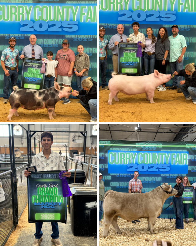 Four images of students and their award winning animals