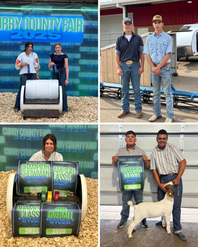 Four images of students holding ribbons and award won at the county fair