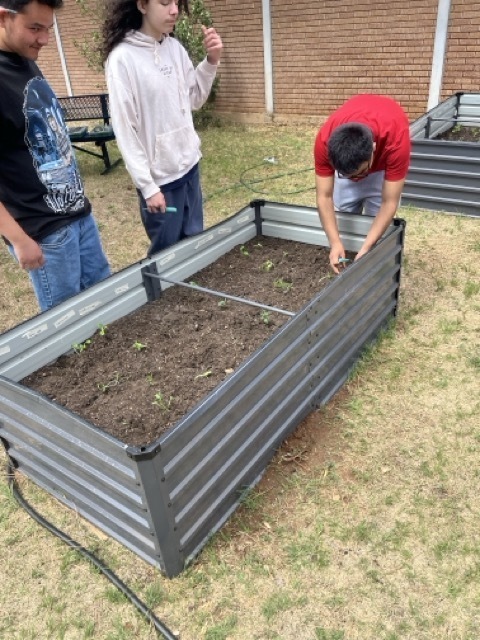 Students plant vegetables in beds