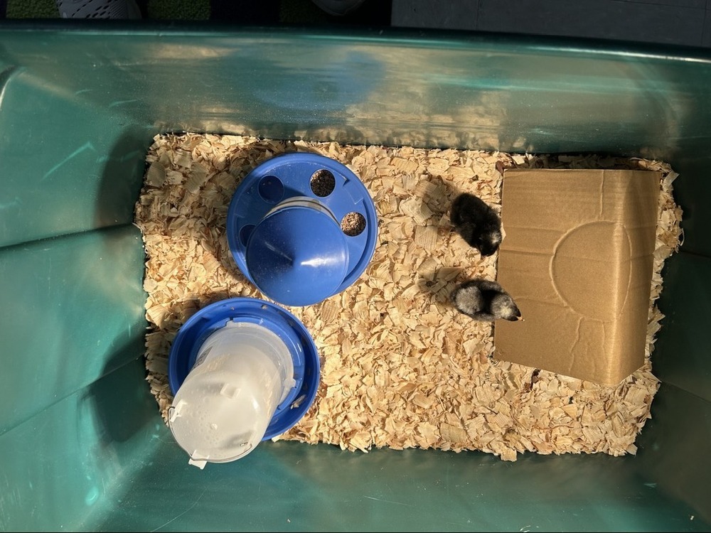Mr Leyden's Baby Chicks