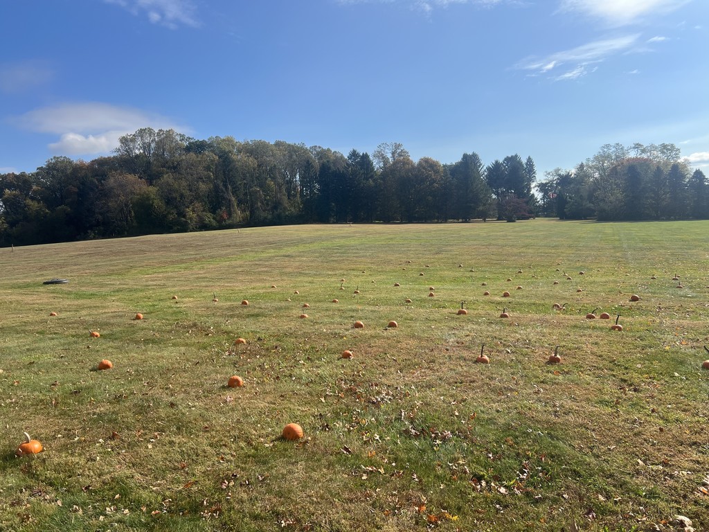 Pumpkin Patch