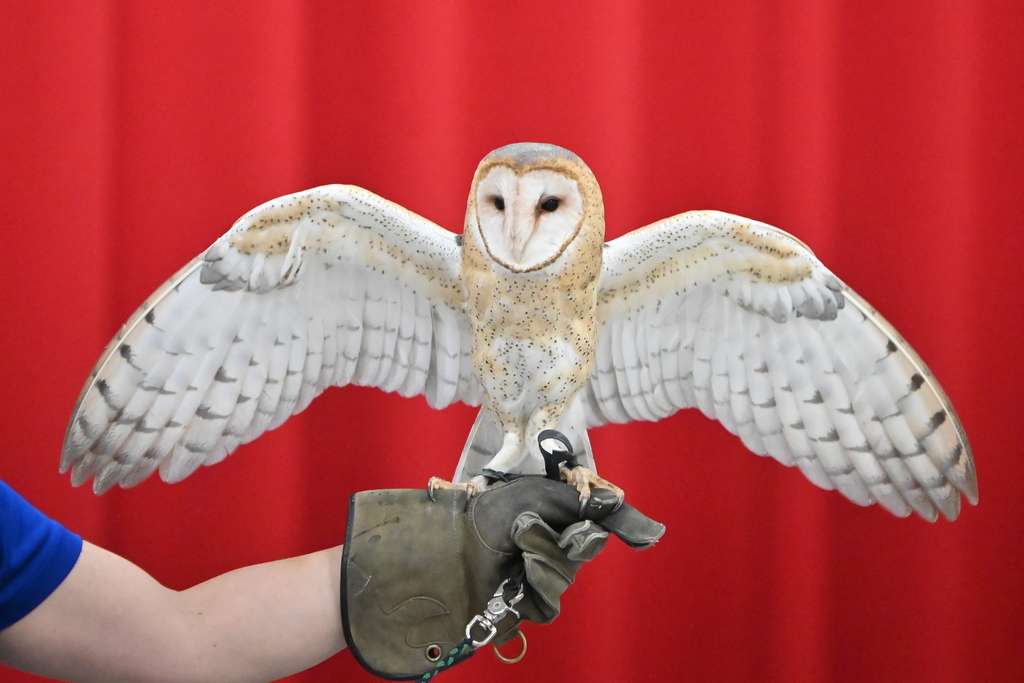Owl - Wildlife Assembly