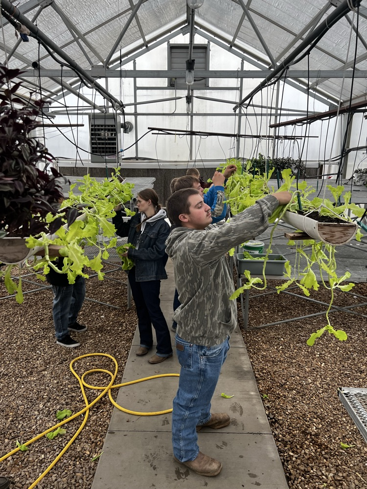 picking lettuce out of the greenhouse