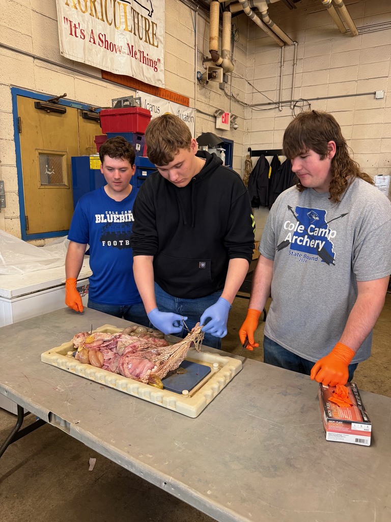 Students dissecting monogastric digestive systems in Ag Science 2 class today.